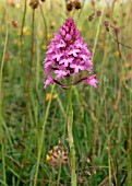 ORCHIS PYRAMIDALIS (PYRAMID ORCHID)