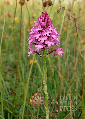 ORCHIS_PYRAMIDALIS_PYRAMID_ORCHID