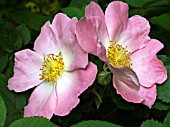 ROSA COMPLICATA,  GALLICA ROSE