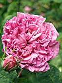 ROSA DU MAITRE DECOLE,  GALLICA ROSE