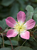 ROSA GLAUCA,  SHRUB ROSE