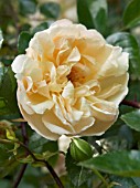 ROSA LEONTINE GERVAIS,  RAMBLER ROSE