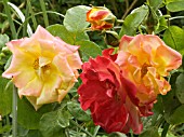 ROSA MASQUERADE,  CLIMBING FLORIBUNDA ROSE