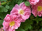 ROSA NUTKANA PLENA,  SHRUB ROSE