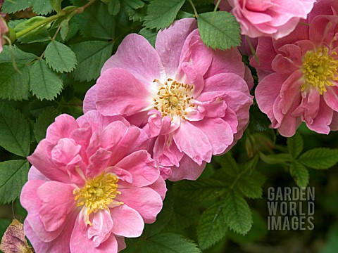 ROSA_NUTKANA_PLENA__SHRUB_ROSE