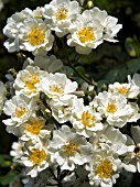 ROSA RAMBLING RECTOR RAMBLER ROSE