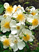 ROSA RUBUS,  RAMBLER ROSE