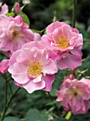 ROSA VANITY  HYBRID MUSK ROSE