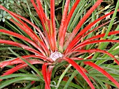 FASCICULARIA BICOLOR