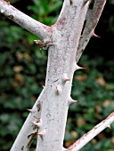 RUBUS COCKBURNIANUS