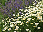 ANTHEMIS & SALVIA,  HERBACEOUS BORDER,  WEST DEAN GARDENS