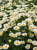 ANTHEMIS TINCTORIA SAUCE HOLLANDAISE