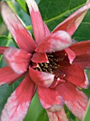 CALYCANTHUS FLORIDUS,  CAROLINA ALLSPICE