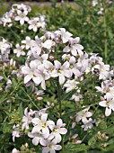 CAMPANULA LACTIFLORA LODDON ANNA