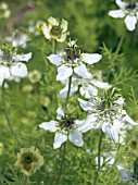 NIGELLA SATIVA