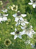 NIGELLA SATIVA