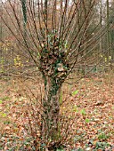 SALIX FRAGILIS POLLARDED (CRACK WILLOW)