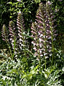 ACANTHUS SPINOSUS,  BEARS BREECHES