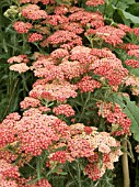 ACHILLEA FANAL