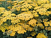 ACHILLEA INCA GOLD