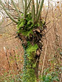 SALIX FRAGILIS POLLARDED (CRACK WILLOW)