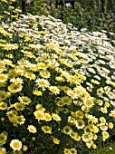 ANTHEMIS C.E. BUXTON & SAUCE HOLLANDAISE