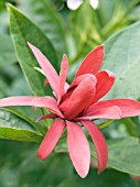 CALYCANTHUS FLORIDUS,  CAROLINA ALLSPICE