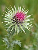 CARDUUS NUTANS,  MUSK THISTLE