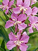 EPILOBIUM ANGUSTIFOLIUM,  ROSE BAY WILLOW,  HERB