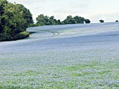 LINUM USITATISSIMUM,  FLAX