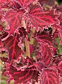 COLEUS,  SOLENOSTEMON CRIMSON RUFFLES