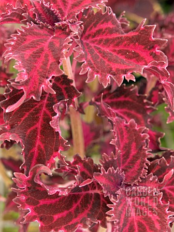 COLEUS__SOLENOSTEMON_CRIMSON_RUFFLES