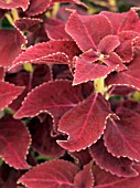 COLEUS,  SOLENOSTEMON RED ROSIE