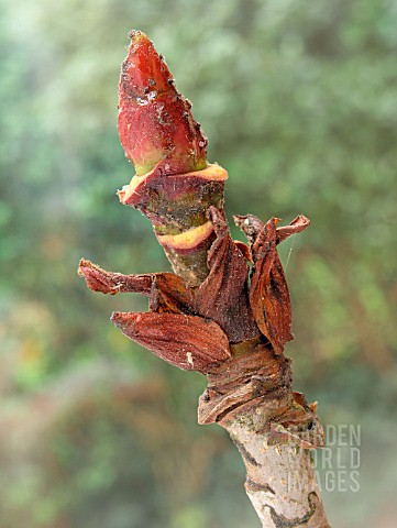 APHIS_AND_SCALES_ON_SORBUS_SARGENTII_STICKY_BUD