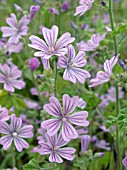 MALVA SYLVESTRIS