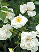 ROSA SANDERS WHITE RAMBLER,  RAMBLER ROSE