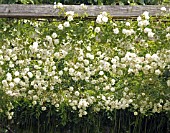 ROSA SANDERS WHITE RAMBLER,  RAMBLER ROSE