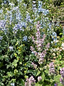 SALVIA TURKISTANICA & DELPHINIUM PACIFIC GIANT