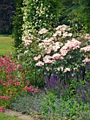 SALVIA,  PENSTEMON,  ROSA ROSY CUSHION & CLEMATIS,  WEST DEAN GARDENS