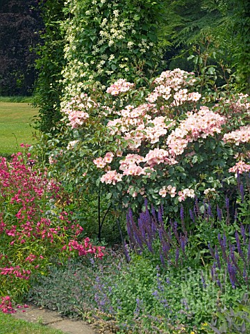 SALVIA__PENSTEMON__ROSA_ROSY_CUSHION__CLEMATIS__WEST_DEAN_GARDENS