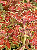 COLEUS,  SOLENOSTEMON  COPPERSMITH