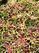 COLEUS,  SOLENOSTEMON  FIRE FINGERS