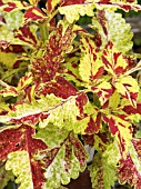 COLEUS,  SOLENOSTEMON  FIREDANCE