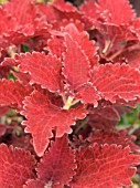 COLEUS,  SOLENOSTEMON  JULIET QUARTERMAIN