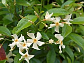 TRACHELOSPERMUM JASMINOIDES