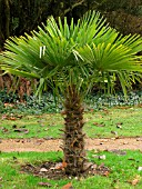 TRACHYCARPUS FORTUNEI (CHUSAN PALM)