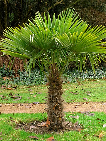 TRACHYCARPUS_FORTUNEI_CHUSAN_PALM