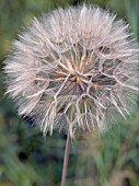 TRAGOPOGON PRATENSIS,  GOATSBEARD