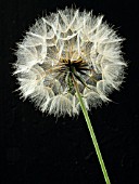 TRAGOPOGON PRATENSIS (GOATSBEARD)