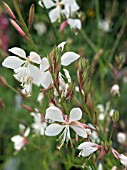 GAURA LINDHEIMERI HYBRIDA